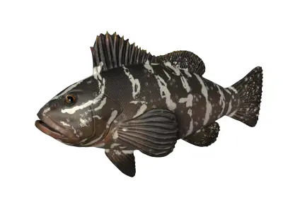 FISH MODEL Low-poly 3D model