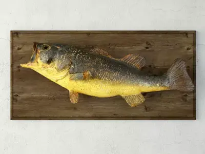 Vintage Fish Mount 3D model