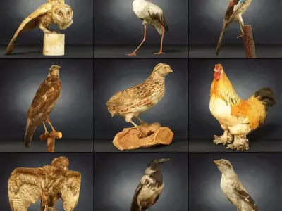 9 Birds Collection V2 Low-poly 3D model