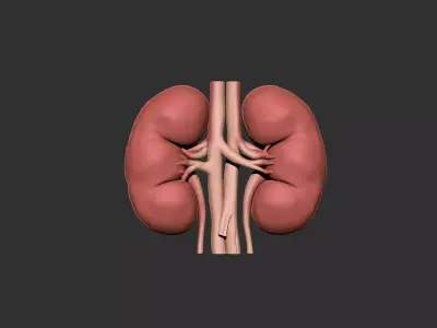 kidneys human anatomy organ 3D print model