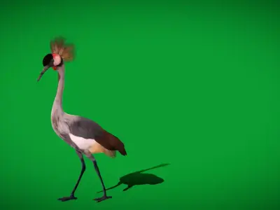 African Grey Crested Crane Bird Free low-poly 3D model