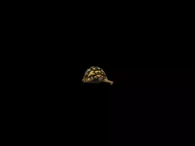 turtle animation Low-poly 3D model