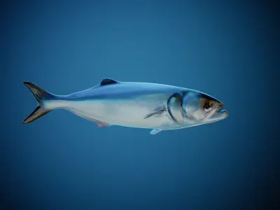 Fish PBR animation rigging Low-poly 3D model