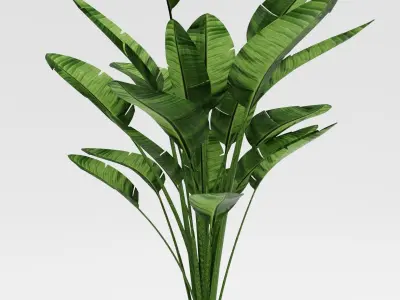 Bird of Paradise Plant Model - Strelitzia Nicolai Regel 3D model