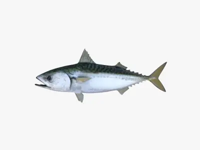 Pacific Chub Mackerel 3D model