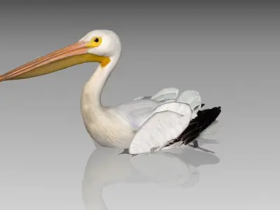 Pelican with beak Low-poly 3D model