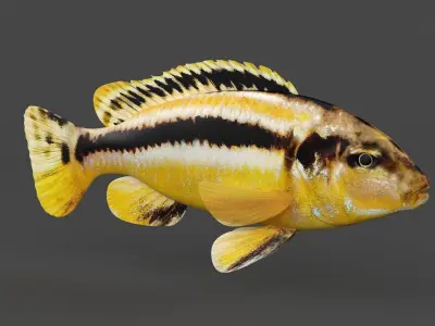Auratus Fish 3D model purchase