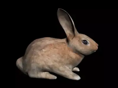 Rabbit 3D model purchase