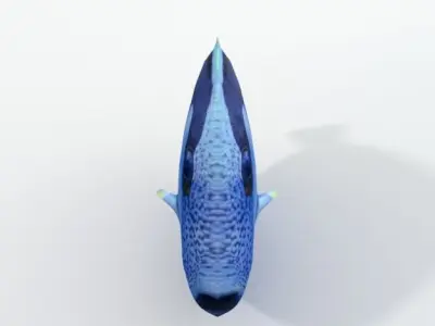 Surgeonfish fish Low-poly 3D model
