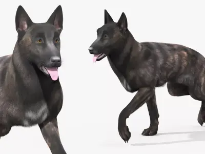 Dutch Shepherd Dog Walk Fur Animated Rigged For Maya 3D model