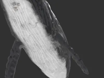 whale lowpoly animal Low-poly 3D model