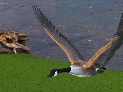  North American Goose Flying Pose 