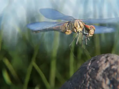 dragonfly 3D model buy