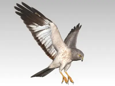 HenHarrier 3D model