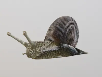 Snail 3D model 2