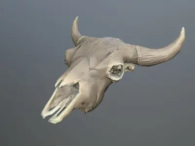 Cow Skull Low-poly 3D model