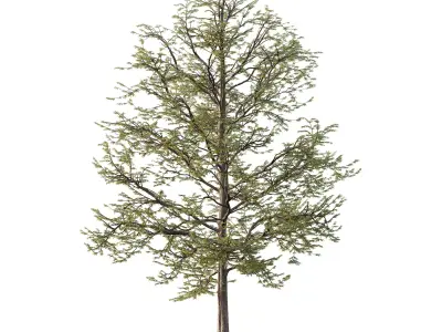 Mountain Ash Tree 11 3D model