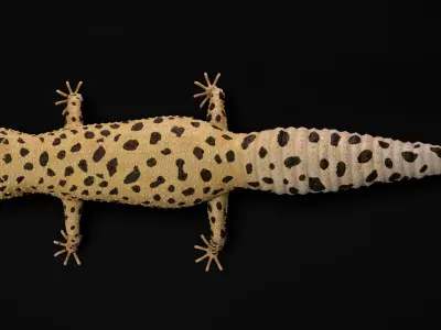  4K Leopard Gecko 