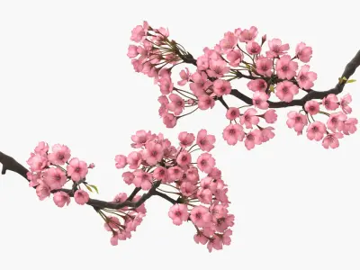Somei Yoshino Sakura Cherry Blossom Branch Pink 3D model