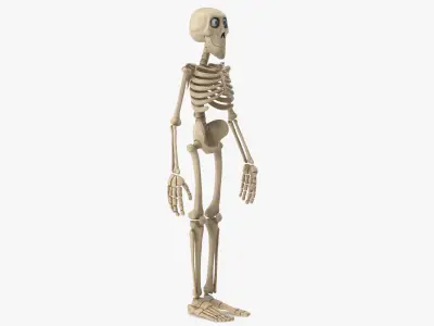  Cartoon Skeleton 