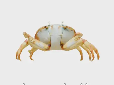 Porcelain Crab 3D Model with Detailed Anatomy Low-poly 3D model