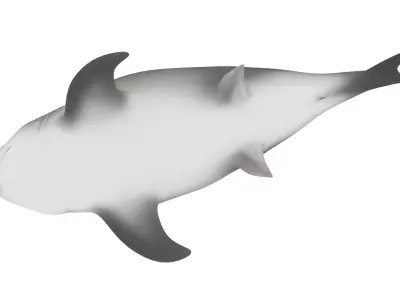 Shark Rigged 3D model