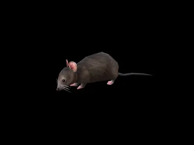 low-poly animated mouse rat  Low-poly 3D model