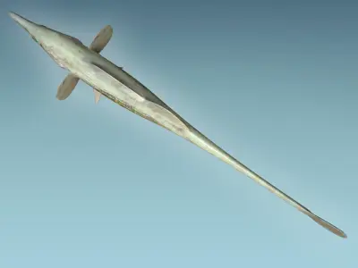 Paradoxus Fish 3D model
