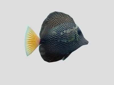 Gem Tang Low-poly 3D model