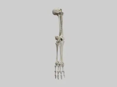 Leg skeleton Low-poly 3D model