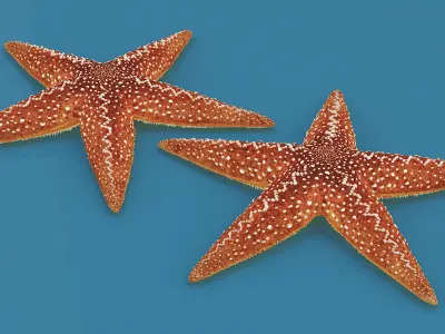 Starfish Marine Creature Model 3D model