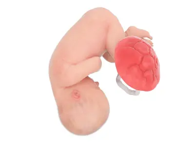 Fetus Week 35 Animated 3D model