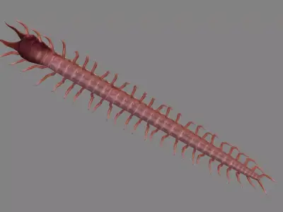 Cartoon Centipede Monster Low-poly 3D model