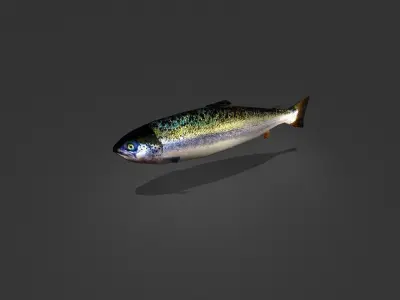 Norwegian Salmon Low-poly 3D model