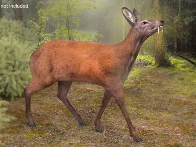 Siberian Musk Deer Rigged for Maya 3D model