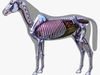  Horse Anatomy 