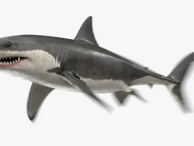 Great White Shark Animated 3D model