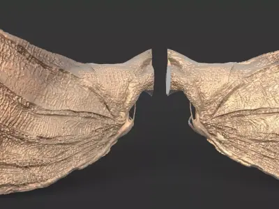 Arch Dragon Print Wings 3D model