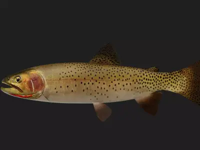 Trout Low-poly 3D model 4