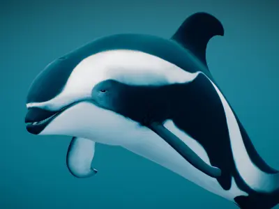 Hourglass Dolphin 3D model