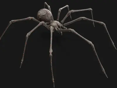 Spider 3D model 34