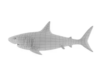 Shark Base Mesh Low-poly 3D model