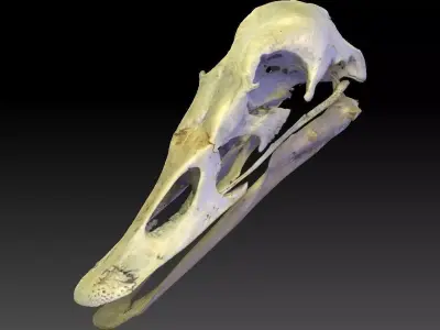 Duck Skull Scan 3D model 3D model
