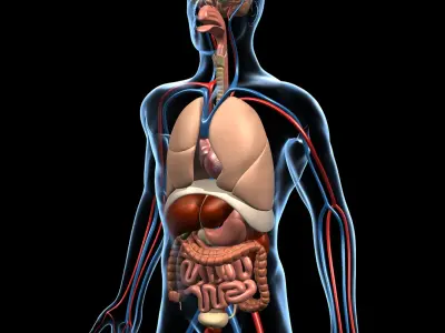 Anatomy and Brain 3D model