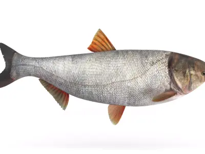 Silver Carp 3D model