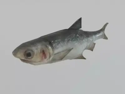 Anchovy fish Low-poly 3D model