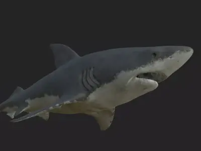 shark great 3D model purchase