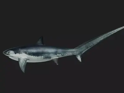 Shark Low-poly 3D model 15