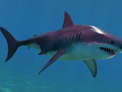 White Shark Low-poly 3D model