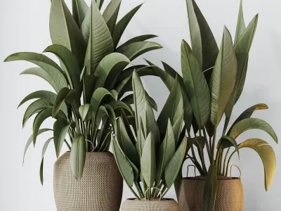 Plants Ravenala Banana Strelitzia Nicolai Bird Of Paradise Set05 3D model